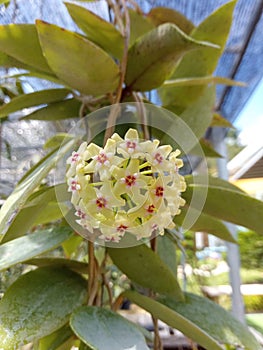 Hoya cumingiana is a succulent vine from the Philippines small leaves grow It blooms in clusters of yellow star shaped flower
